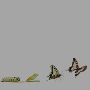 Reconciliation: From boring necessity to key business function